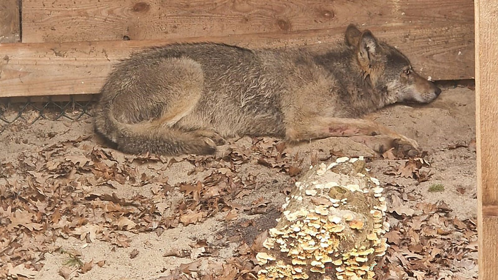 Bisher konnten weder der Wolf noch das Halsband mit seinem Sender gefunden werden. (Archivbild)Foto: Umweltbehörde Hamburg/dpa