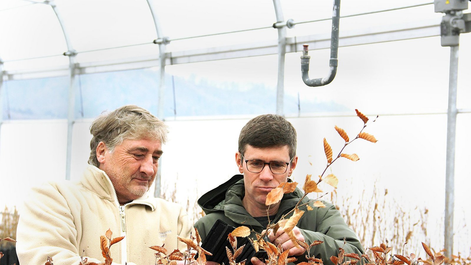 Ludger Sproll (links) und Ulrich Stobbe ziehen die jungen Pflanzen in ihrem Gewächshaus in Bodman am Bodensee.Foto: Uli Fricker/uf