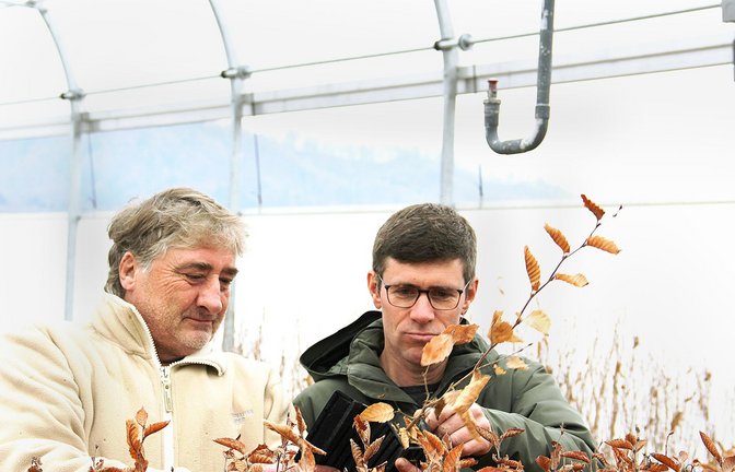 Ludger Sproll (links) und Ulrich Stobbe ziehen die jungen Pflanzen in ihrem Gewächshaus in Bodman am Bodensee.<span class='image-autor'>Foto: Uli Fricker/uf</span>