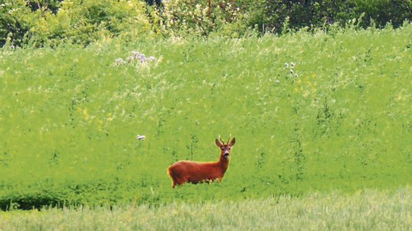 „Auf einer Wanderung vom Strudelbachtal ins Kreuzbachtal und zurück nach Riet hatte ich das Glück, die Aufnahme von einem Rehböckle zu machen“, schreibt unsere Leserin Helga Graser und schickt uns dieses gelungene Foto.