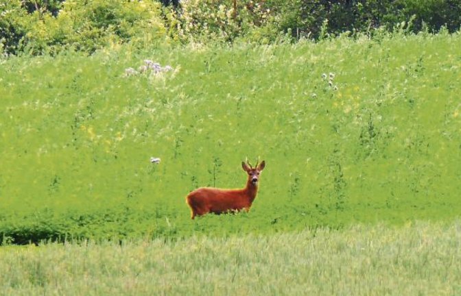„Auf einer Wanderung vom Strudelbachtal ins Kreuzbachtal und zurück nach Riet hatte ich das Glück, die Aufnahme von einem Rehböckle zu machen“, schreibt unsere Leserin Helga Graser und schickt uns dieses gelungene Foto.