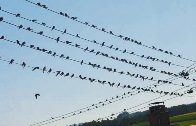 Mit den Schwalben verabschiedet sich auch der Sommer.  Foto: Rössler