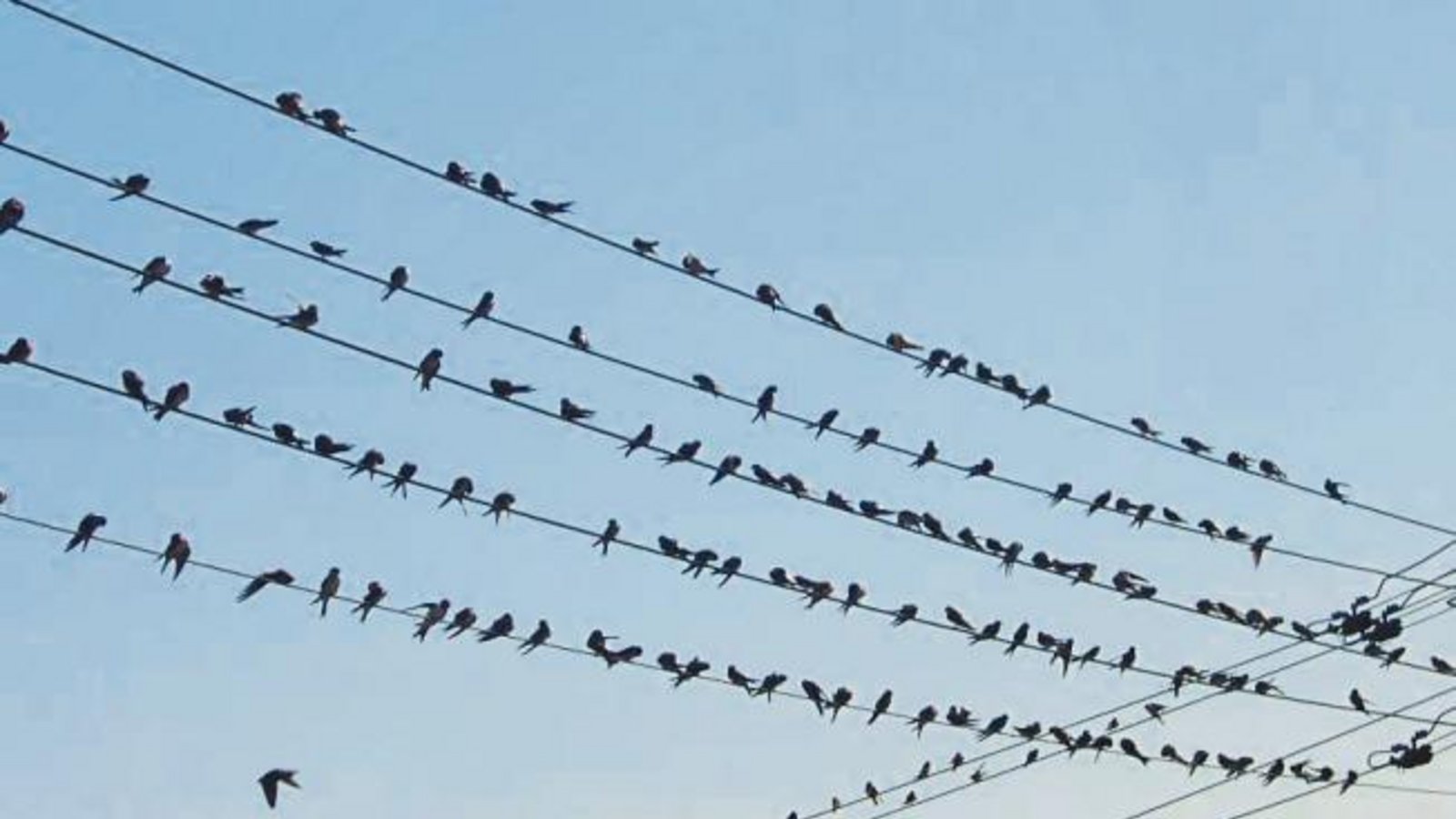 Mit den Schwalben verabschiedet sich auch der Sommer.  Foto: Rössler