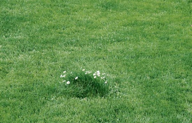 Zum Reinbeißen schön: der Rasen von Kollege Arning. Foto: Arning