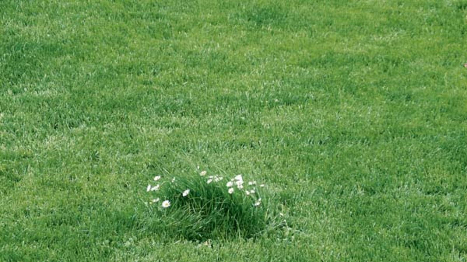 Zum Reinbeißen schön: der Rasen von Kollege Arning. Foto: Arning Zum Reinbeißen schön: der Rasen von Kollege Arning. Foto: Arning