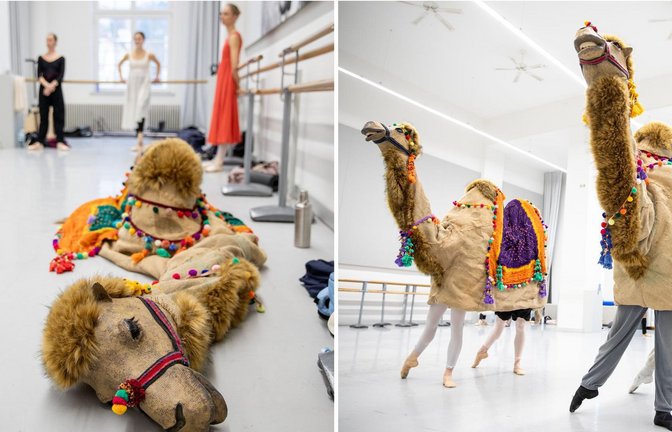 Noch liegt das Kamel als schlappe Hülle am Boden, aber gleich tanzt es leichtfüßig in einem Stuttgarter Ballettsaal durch eine „Nussknacker“-Probe.<span class='image-autor'>Foto: Lichtgut/Leif Piechowski</span>