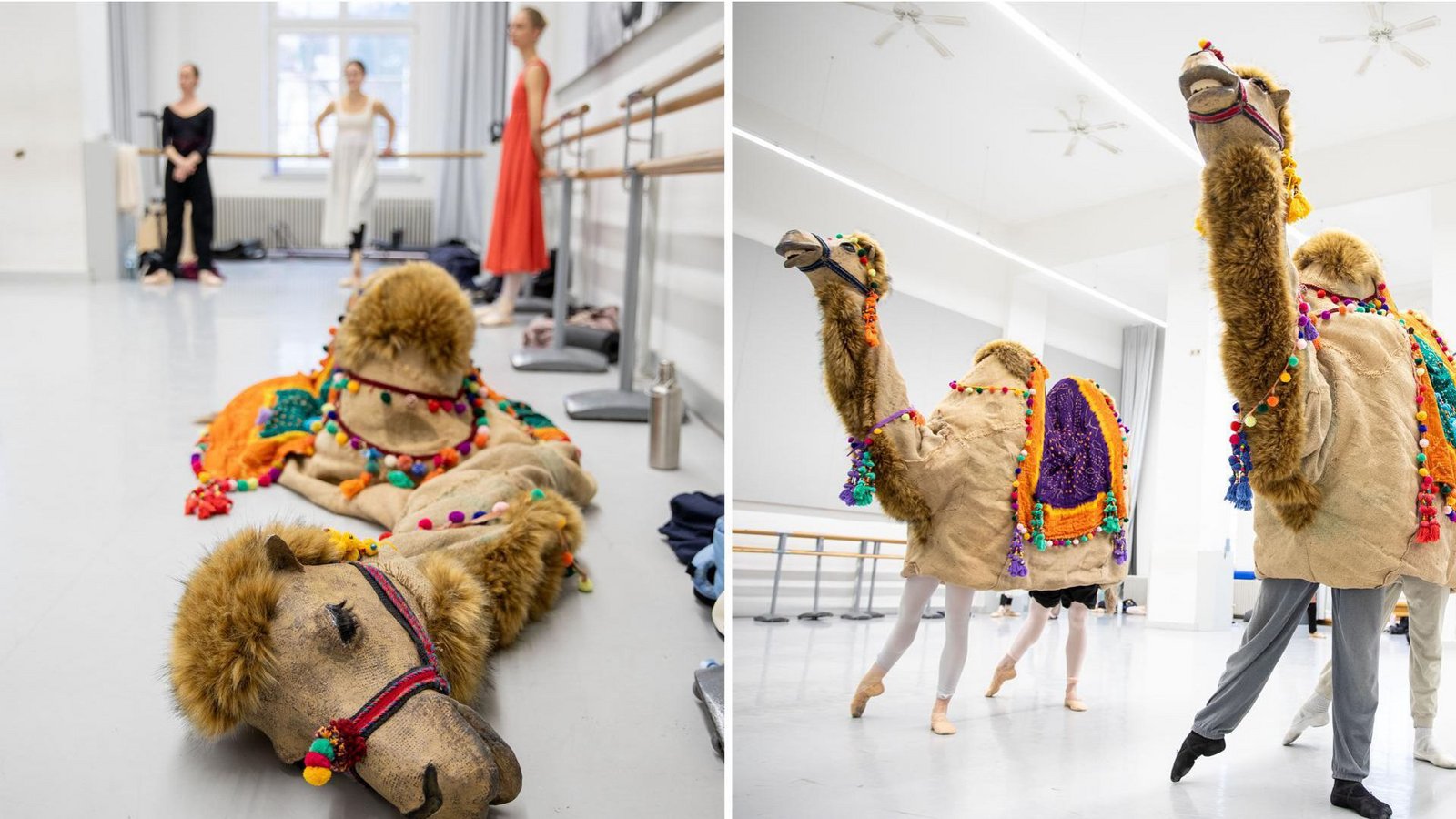 Noch liegt das Kamel als schlappe Hülle am Boden, aber gleich tanzt es leichtfüßig in einem Stuttgarter Ballettsaal durch eine „Nussknacker“-Probe.Foto: Lichtgut/Leif Piechowski