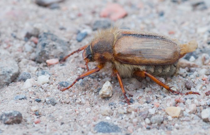 In diesem Artikel beantworten wir die wichtigsten Fragen über Junikäfer. Alles Wichtige zum Schwarmphänomen und Bekämpfung des Schädlings als Larve.<span class='image-autor'>Foto: Agami Photo Agency / Shutterstock.com</span>