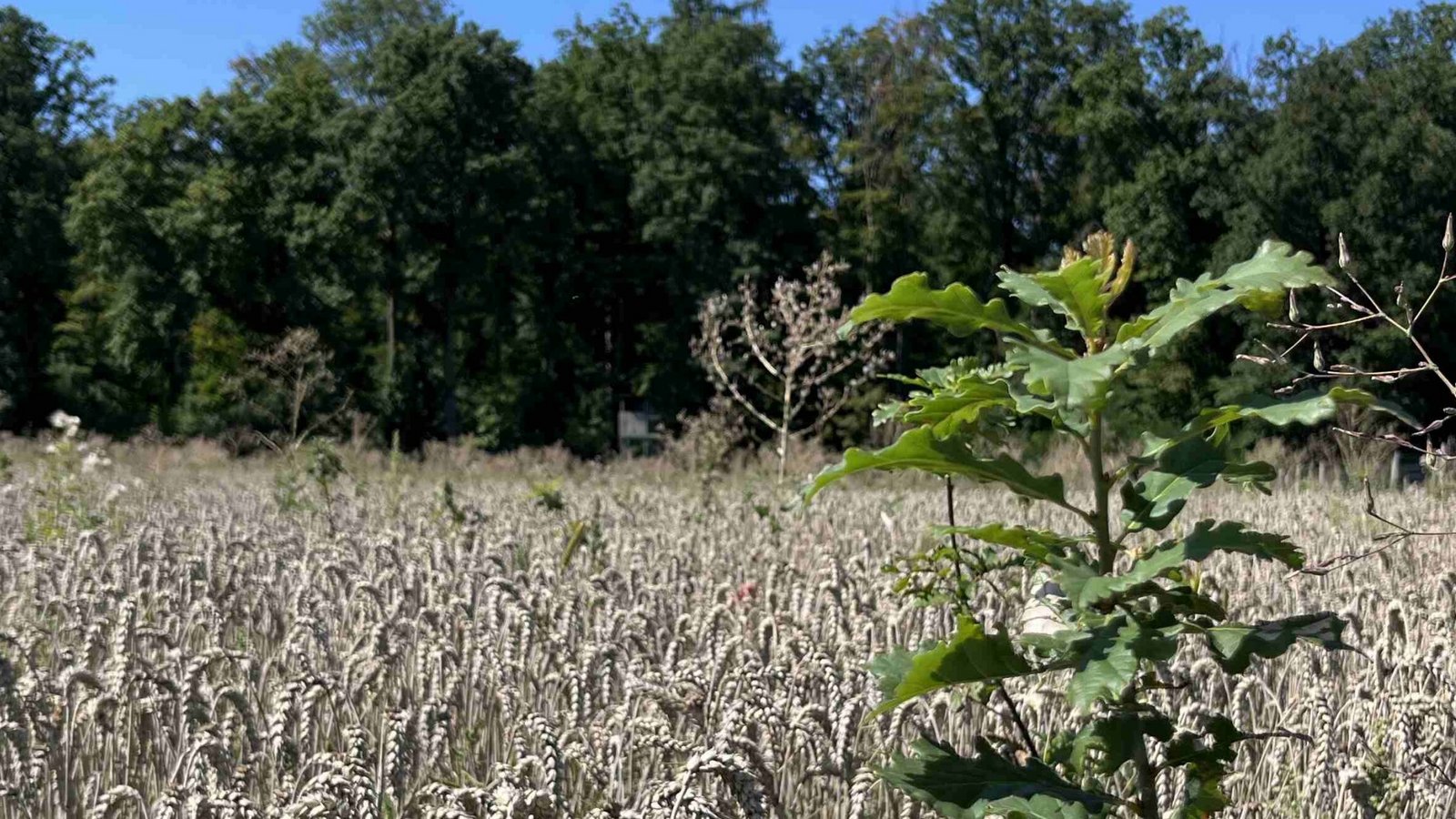 Auf den ersten Blick wirkt es wie ein Weizenfeld mit Unkraut. Tatsächlich sind die grünen Pflänzchen aber junge Bäume. Der Weizen schützt sie unter anderem vor Brombeeren, damit die kleinen Bäume nicht überwuchert werden. Foto: Landratsamt Ludwigsburg Auf den ersten Blick wirkt es wie ein Weizenfeld mit Unkraut. Tatsächlich sind die grünen Pflänzchen aber junge Bäume. Der Weizen schützt sie unter anderem vor Brombeeren, damit die kleinen Bäume nicht überwuchert werden. Foto: Landratsamt Ludwigsburg