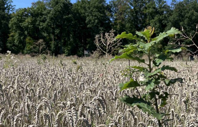 Auf den ersten Blick wirkt es wie ein Weizenfeld mit Unkraut. Tatsächlich sind die grünen Pflänzchen aber junge Bäume. Der Weizen schützt sie unter anderem vor Brombeeren, damit die kleinen Bäume nicht überwuchert werden. <span class='image-autor'>Foto: Landratsamt Ludwigsburg</span>