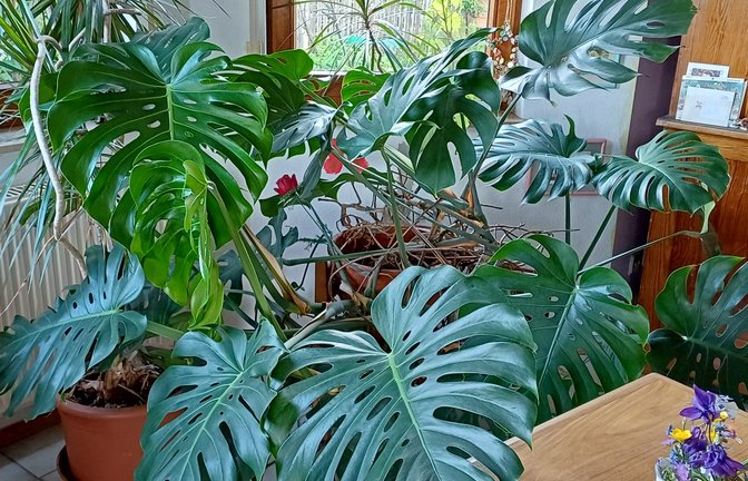 Die Monstera droht langsam aber sicher, die Erker-Fenster herauszusprengen und den Drachenbaum zu erdrücken.  <span class='image-autor'>Fotos: Rücker</span>