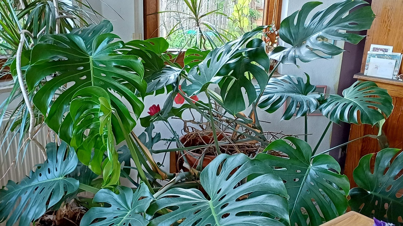 Die Monstera droht langsam aber sicher, die Erker-Fenster herauszusprengen und den Drachenbaum zu erdrücken. Fotos: Rücker Die Monstera droht langsam aber sicher, die Erker-Fenster herauszusprengen und den Drachenbaum zu erdrücken. Fotos: Rücker