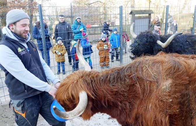 Die Hochlandrinder sind Publikumslieblinge – und lauter Mädchen.  Fotos: Roth<span class='image-autor'>Fotos: Roth</span>