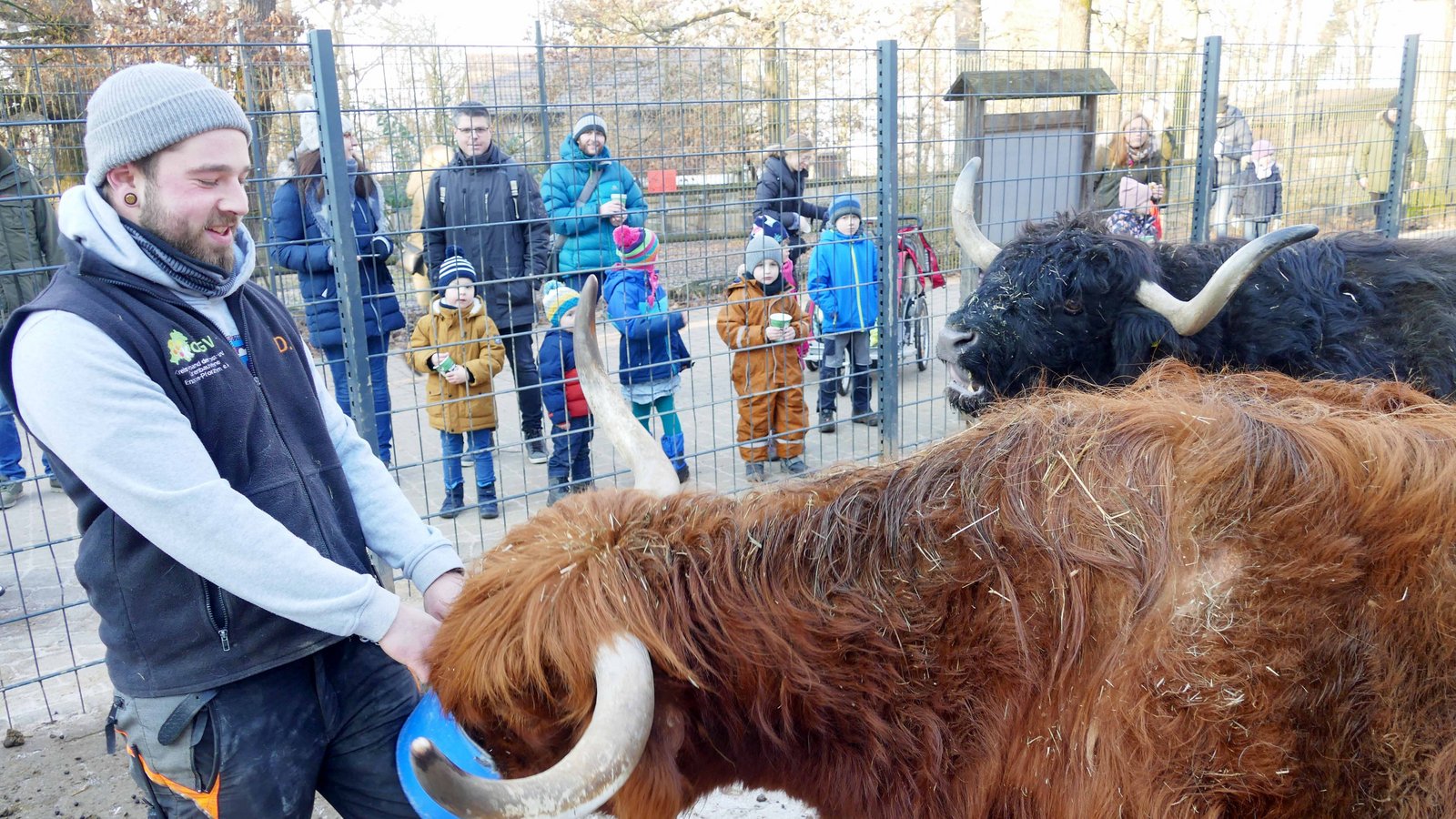 Die Hochlandrinder sind Publikumslieblinge – und lauter Mädchen.  Fotos: RothFotos: Roth