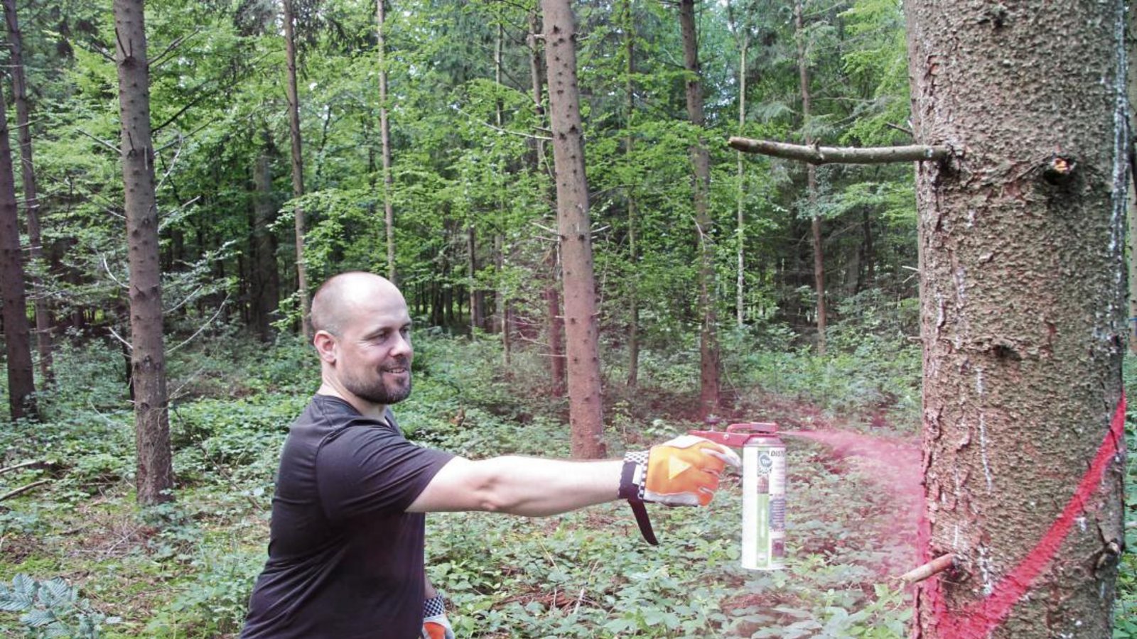Mit Sprühfarbe markiert VKZ-Redakteur Michael Banholzer eine vom Borkenkäfer befallene Fichte.  Foto: Flunkert