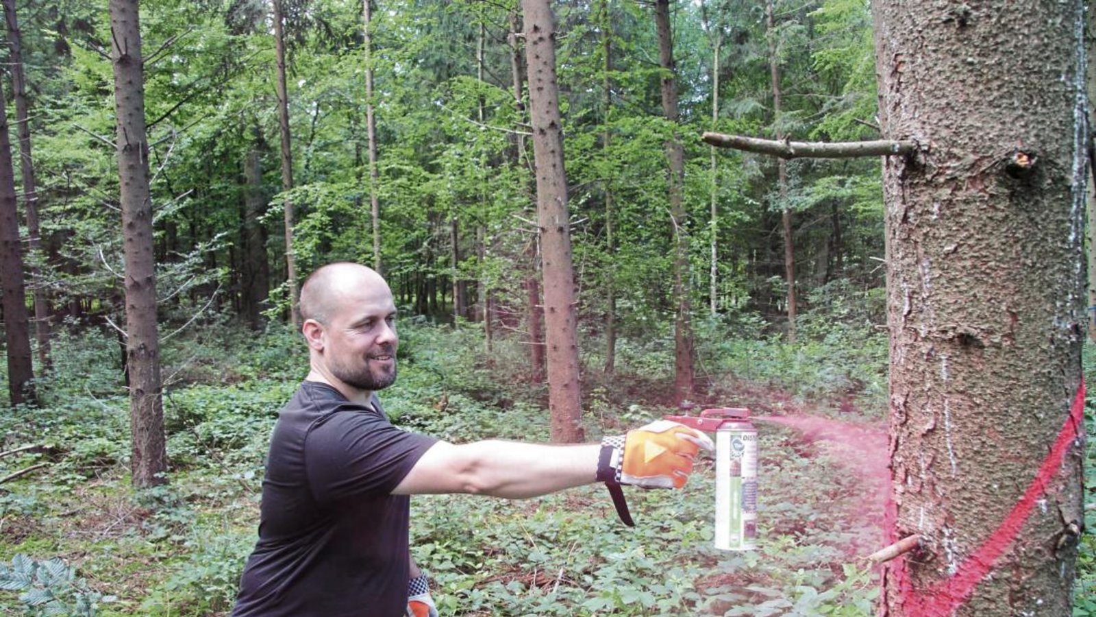 Mit Sprühfarbe markiert VKZ-Redakteur Michael Banholzer eine vom Borkenkäfer befallene Fichte. Foto: Flunkert Mit Sprühfarbe markiert VKZ-Redakteur Michael Banholzer eine vom Borkenkäfer befallene Fichte. Foto: Flunkert