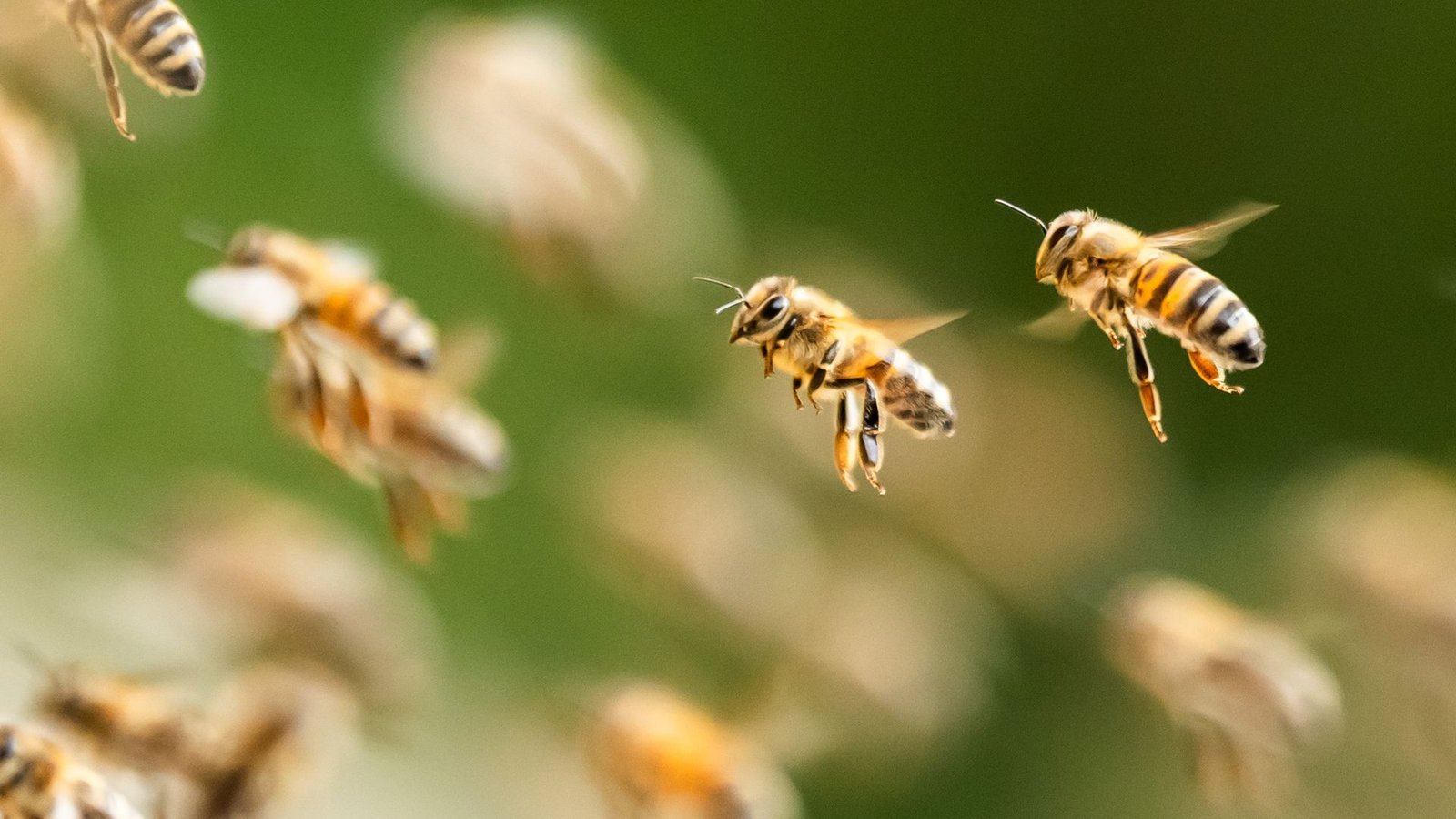 Ein riesiger Bienenschwarm ist durch eine israelische Kleinstadt gezogen. (Symbolbild)Foto: Silas Stein/dpa Ein riesiger Bienenschwarm ist durch eine israelische Kleinstadt gezogen. (Symbolbild)Foto: Silas Stein/dpa