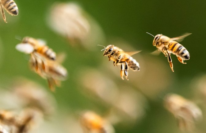 Ein riesiger Bienenschwarm ist durch eine israelische Kleinstadt gezogen. (Symbolbild)<span class='image-autor'>Foto: Silas Stein/dpa</span>