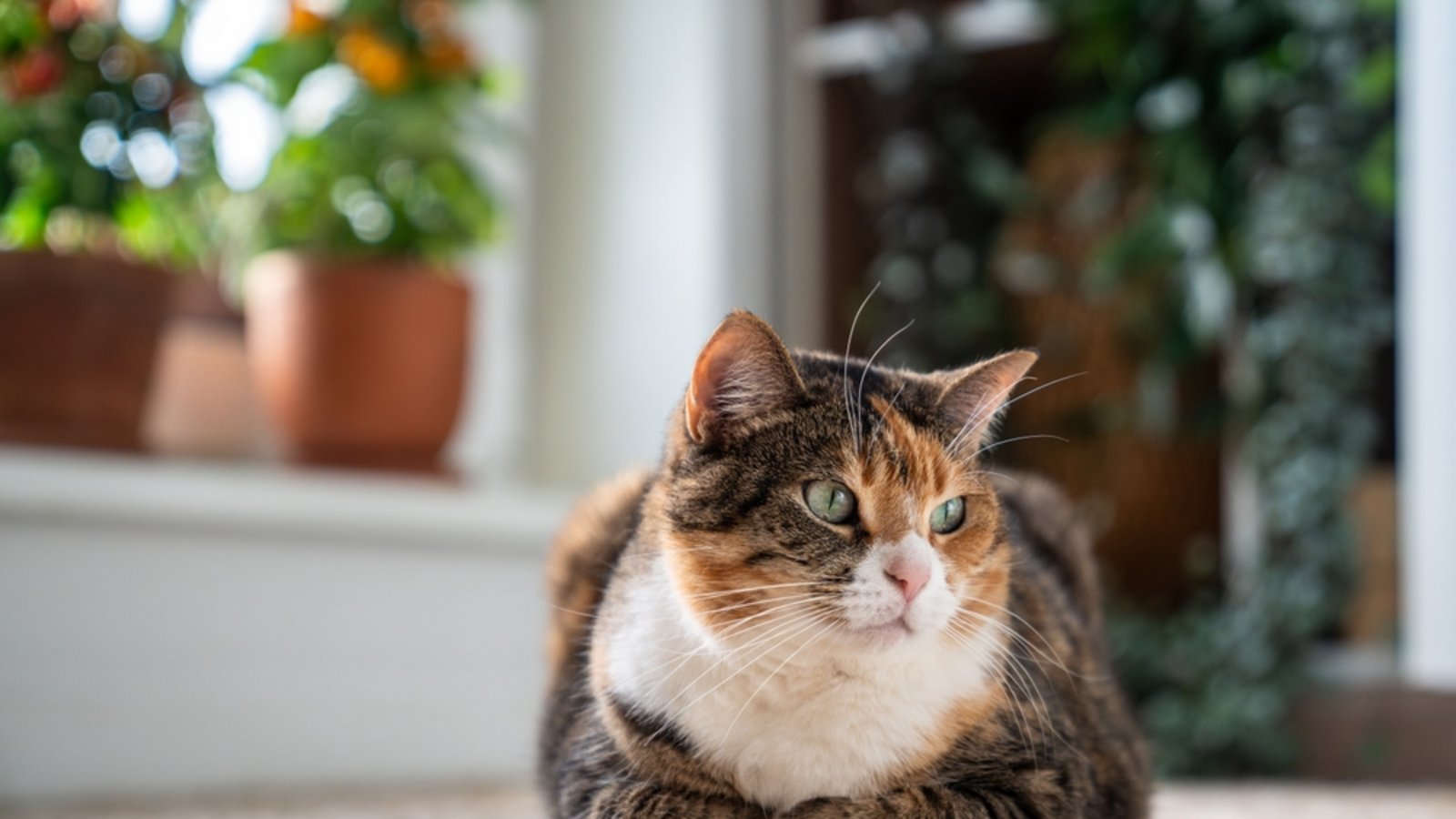 Katzen können Schmerzen erstaunlich gut verbergen.Foto: DimaBerlin/ Shutterstock