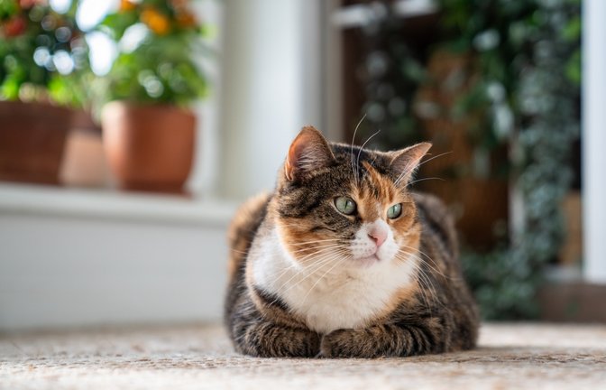 Katzen können Schmerzen erstaunlich gut verbergen.<span class='image-autor'>Foto: DimaBerlin/ Shutterstock</span>
