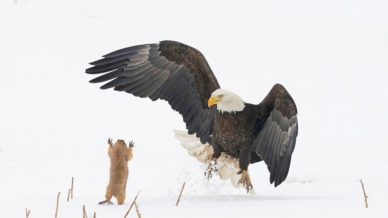 Klein, aber oho: Dieser kleine Präriehund wehrt sich erfolgreich gegen den Adler.Foto: Comedy Wildlife Photo Award/Arthur Trevino Klein, aber oho: Dieser kleine Präriehund wehrt sich erfolgreich gegen den Adler.Foto: Comedy Wildlife Photo Award/Arthur Trevino