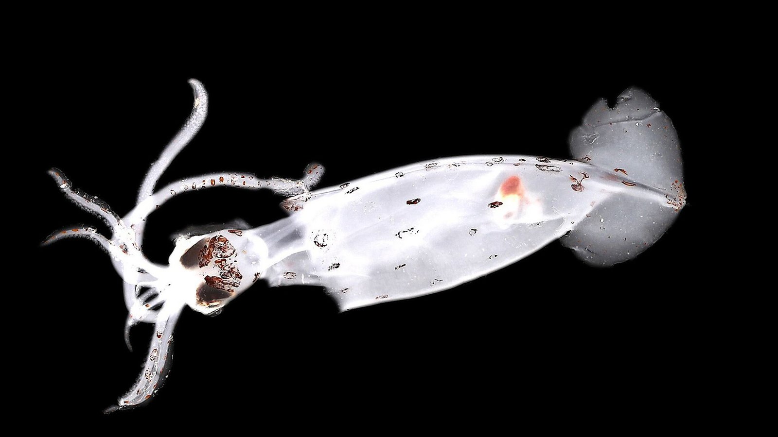 Eine möglicherweise neue Art von Tiefsee-Kopffüßern (Brachioteuthis sp.) fanden die Wissenschaftler im Bounty Trough.Foto: NIWA/Ocean Census//Kathrin Bols