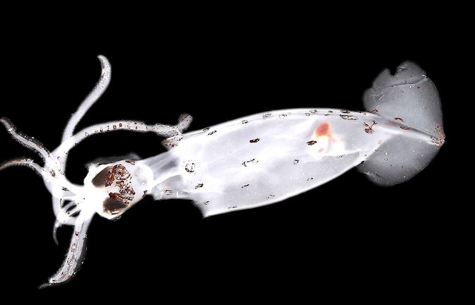 Eine möglicherweise neue Art von Tiefsee-Kopffüßern (Brachioteuthis sp.) fanden die Wissenschaftler im Bounty Trough.<span class='image-autor'>Foto: NIWA/Ocean Census//Kathrin Bols</span>