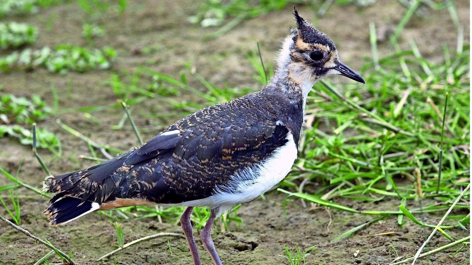 Kiebitz (Vanellus vanellus).Foto: dpa Kiebitz (Vanellus vanellus).Foto: dpa