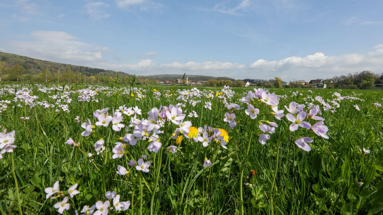 Tagsüber soll es frühlingshaft mild werden - nachts dagegen frostig.Foto: Thomas Warnack/dpa