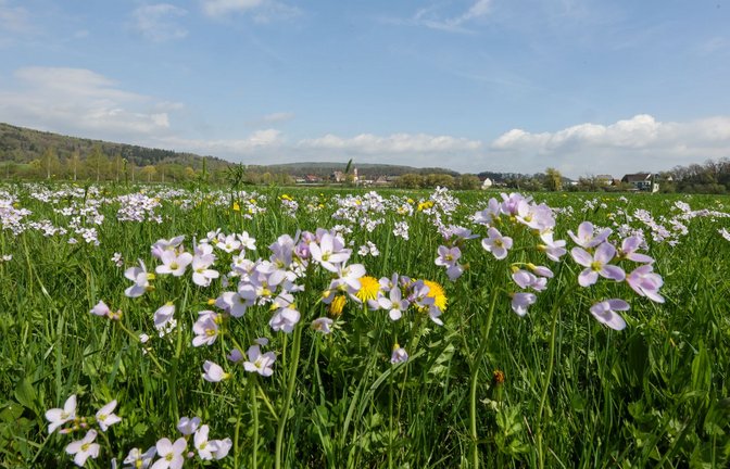 Tagsüber soll es frühlingshaft mild werden - nachts dagegen frostig.<span class='image-autor'>Foto: Thomas Warnack/dpa</span>