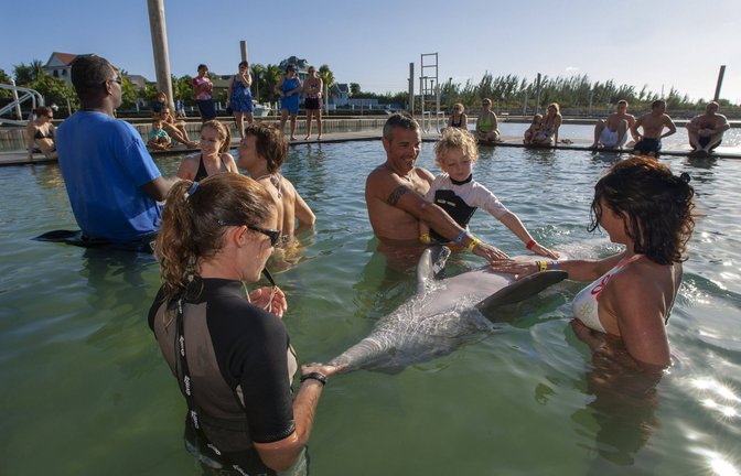 Umstritten: Delfin-Streicheln mag den Menschen Spaß machen, die Tiere haben dabei nichts zu melden.<span class='image-autor'>Foto: imago images/VWPics/ via www.imago-images.de</span>