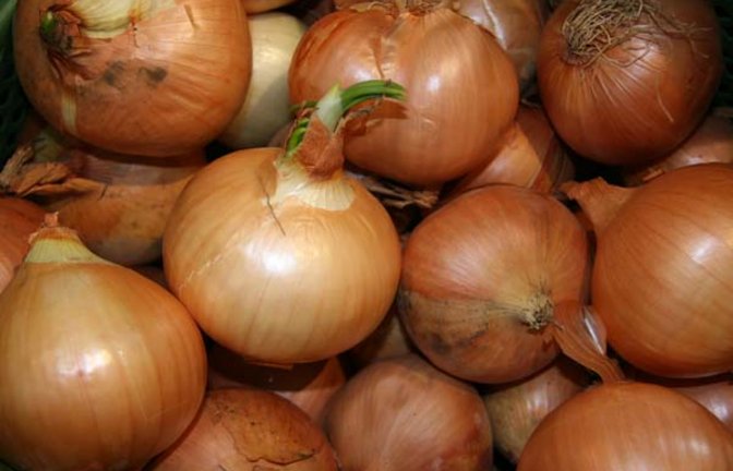 Unsere tolle Küchenzwiebel. Foto: Rücker