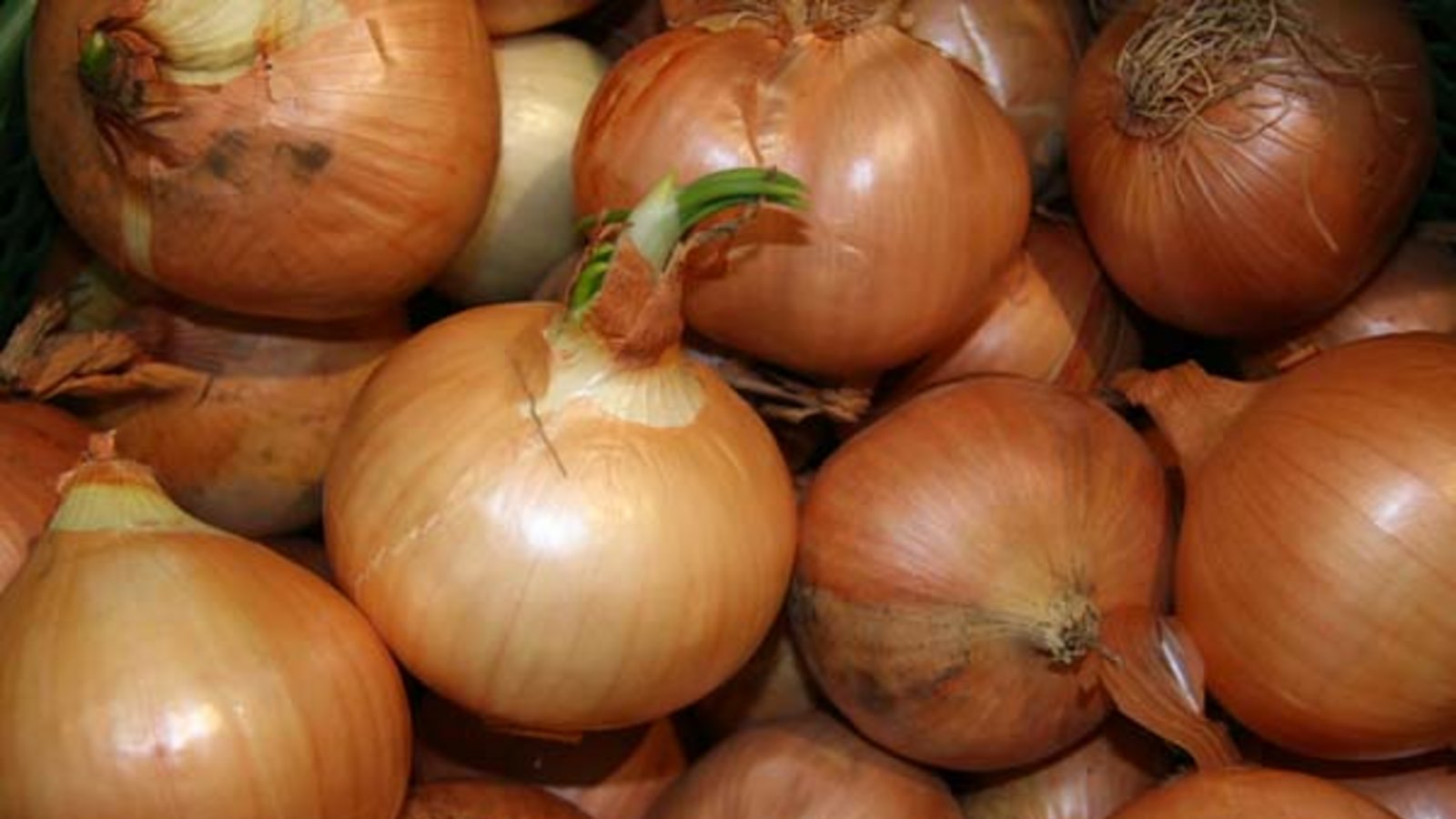 Unsere tolle Küchenzwiebel. Foto: Rücker