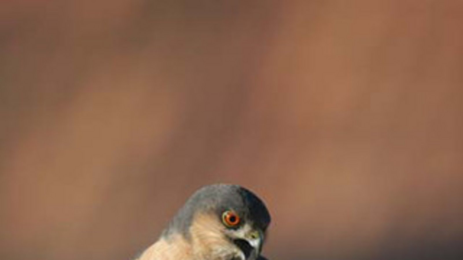 Wie gemalt: das Sperbermännchen. Foto: Warner