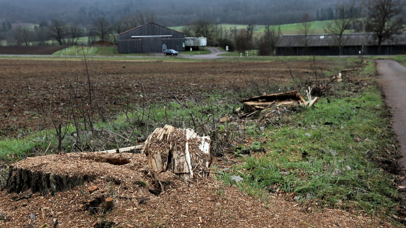 Die Baumreihe zwischen Schützingen und Gündelbach wurde entfernt. Foto: Küppers Die Baumreihe zwischen Schützingen und Gündelbach wurde entfernt. Foto: Küppers