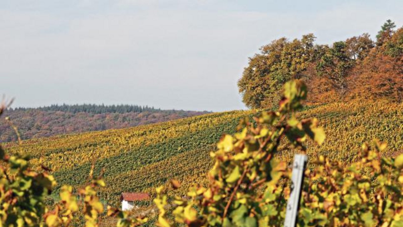 Goldgelb präsentieren sich derzeit die Häfnerhaslacher Weinberge im Herbst, wie das Foto unseres Lesers Erwin Lorch eindrucksvoll zeigt. Goldgelb präsentieren sich derzeit die Häfnerhaslacher Weinberge im Herbst, wie das Foto unseres Lesers Erwin Lorch eindrucksvoll zeigt.