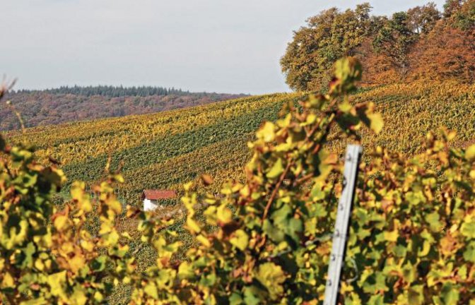 Goldgelb präsentieren sich derzeit die Häfnerhaslacher Weinberge im Herbst, wie das Foto unseres Lesers Erwin Lorch eindrucksvoll zeigt.