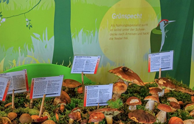 pilzausstellung zaberfeld zisler
