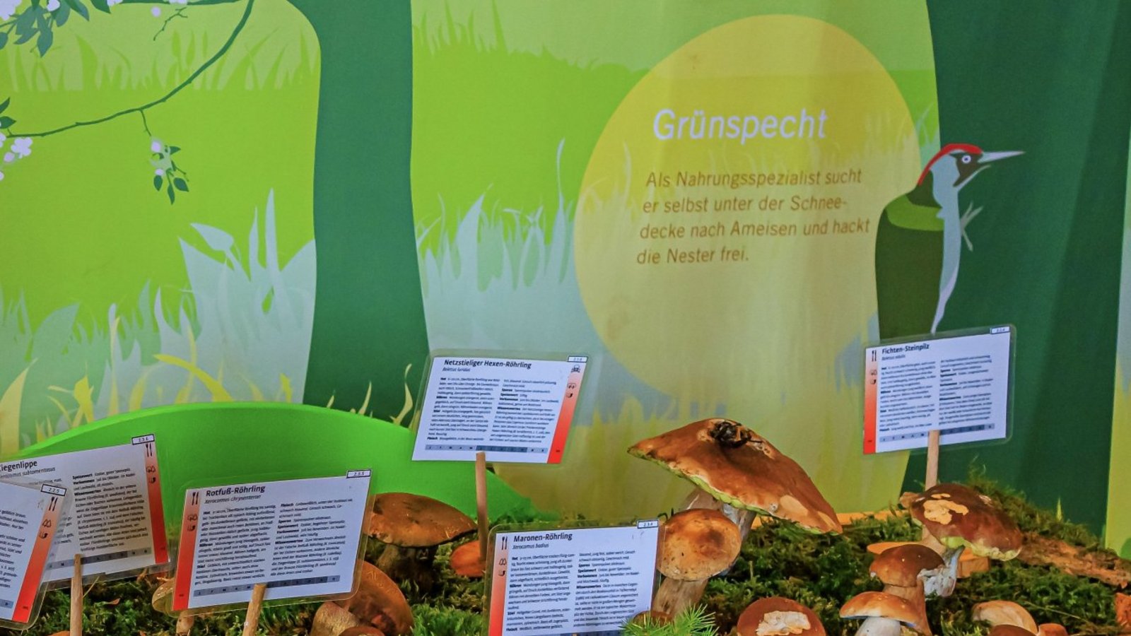 pilzausstellung zaberfeld zisler