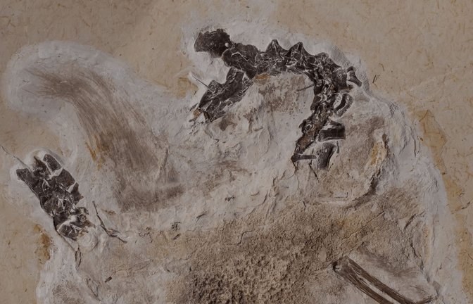 Das Fossil des Sauriers Ubirajara befindet sich im Naturkundemuseum in Karlsruhe.<span class='image-autor'>Foto: dpa/---</span>