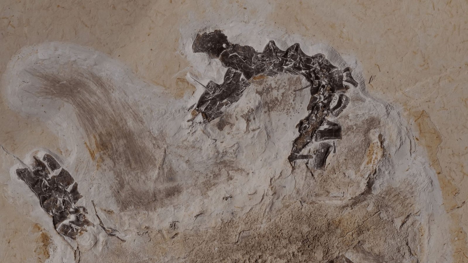 Das Fossil des Sauriers Ubirajara befindet sich im Naturkundemuseum in Karlsruhe.Foto: dpa/--- Das Fossil des Sauriers Ubirajara befindet sich im Naturkundemuseum in Karlsruhe.Foto: dpa/---