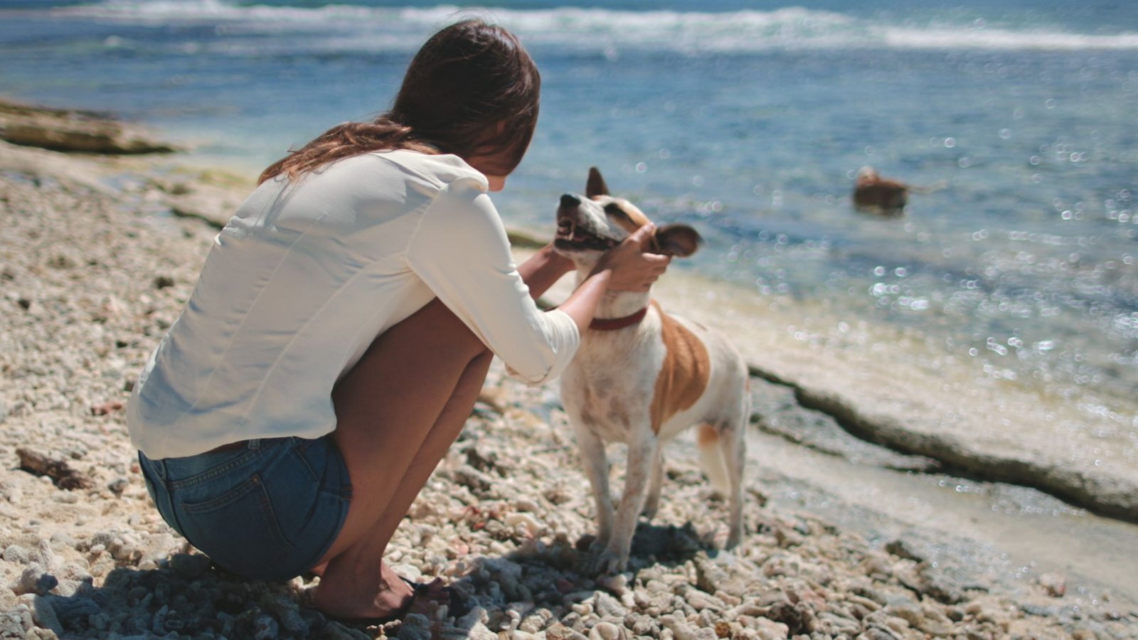 Beim Urlaub mit Hund gibt es einige Dinge zu beachten. (Symbolbild)Foto: imago/Pond5 Images Beim Urlaub mit Hund gibt es einige Dinge zu beachten. (Symbolbild)Foto: imago/Pond5 Images