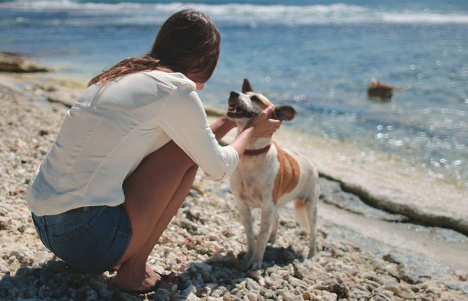 Beim Urlaub mit Hund gibt es einige Dinge zu beachten. (Symbolbild)<span class='image-autor'>Foto: imago/Pond5 Images</span>