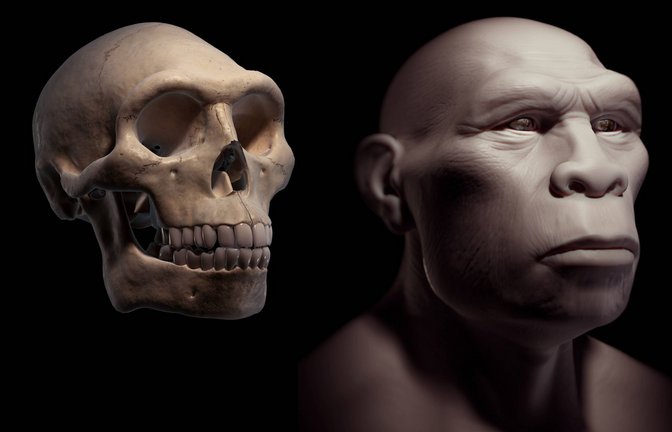 Rekonstruktion des Schädels und Kopfes eines Homo erectus.<span class='image-autor'>Foto: Imago/Super Stock</span>