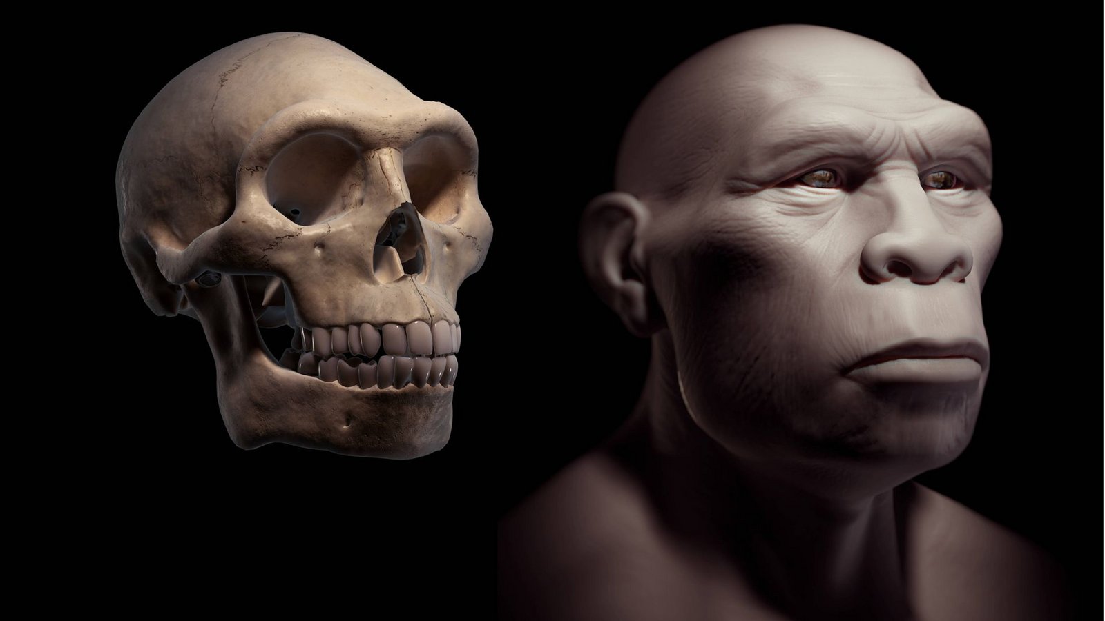 Rekonstruktion des Schädels und Kopfes eines Homo erectus.Foto: Imago/Super Stock Rekonstruktion des Schädels und Kopfes eines Homo erectus.Foto: Imago/Super Stock