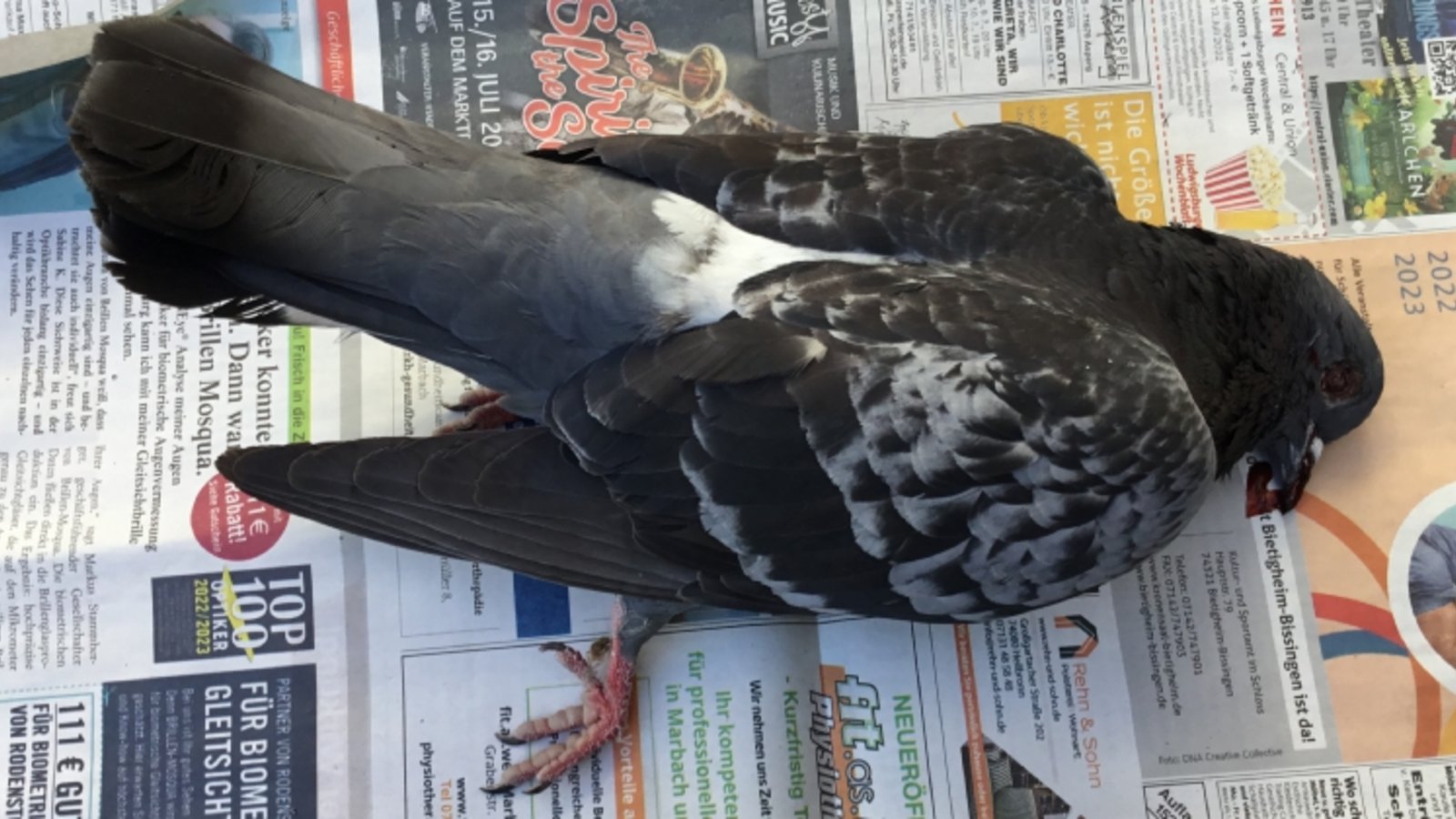 Tauben werden immer wieder Opfer von Tierquälerei.  Foto: Peta