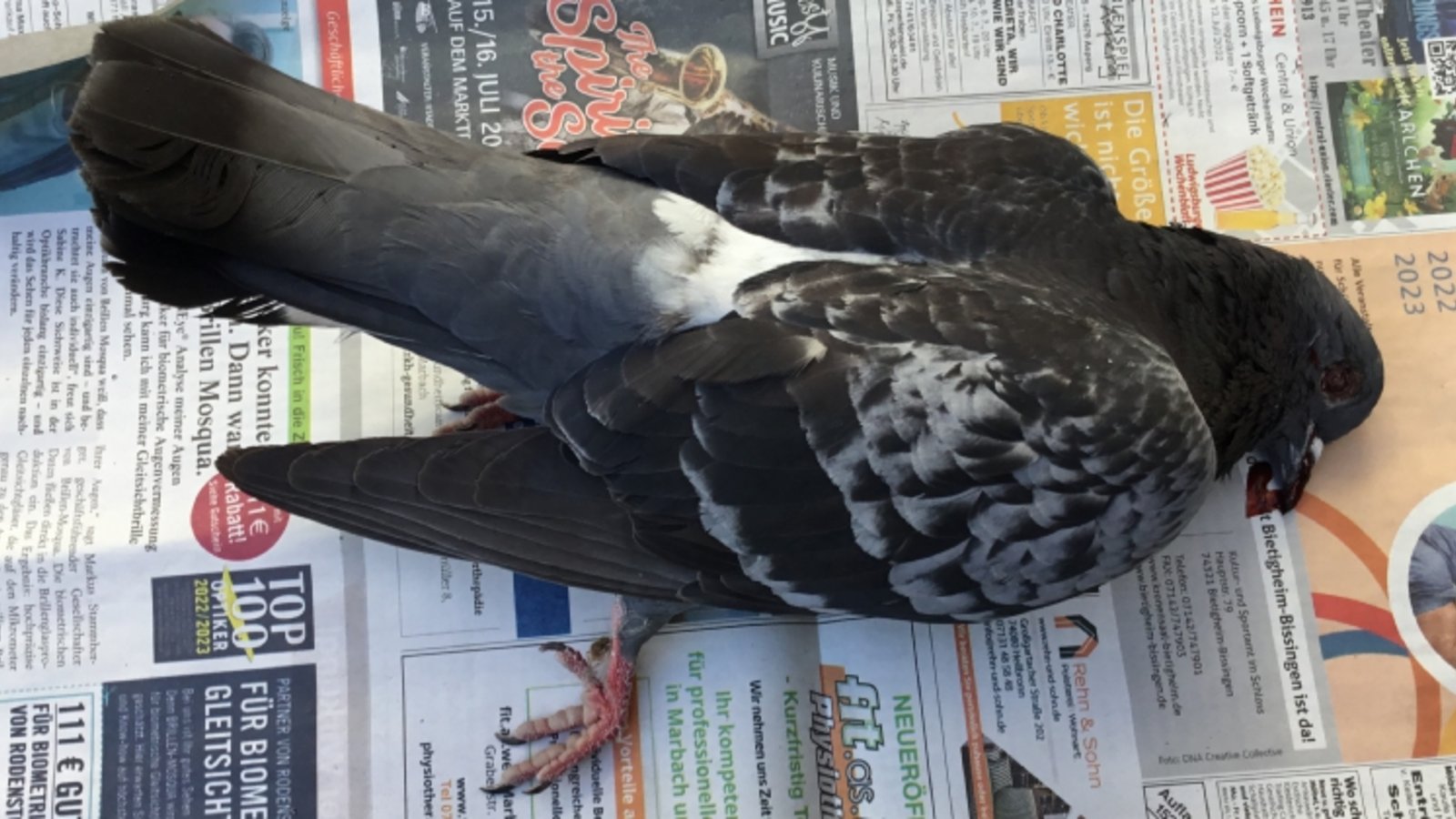Tauben werden immer wieder Opfer von Tierquälerei. Foto: Peta Tauben werden immer wieder Opfer von Tierquälerei. Foto: Peta