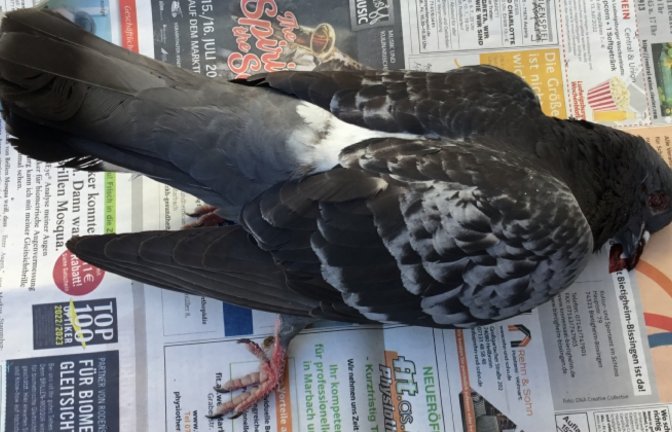 Tauben werden immer wieder Opfer von Tierquälerei.  <span class='image-autor'>Foto: Peta</span>