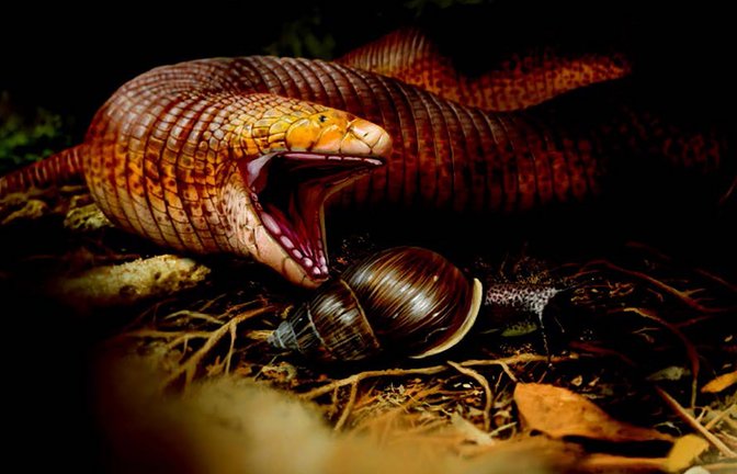 Die neuentdeckte Doppelschleichen-Art ist die weltweit größte. Vermutlich ernährten sich die Tiere vor 50 Millionen Jahren vor allem von Schnecken.<span class='image-autor'>Foto: Jaime Chirinos</span>