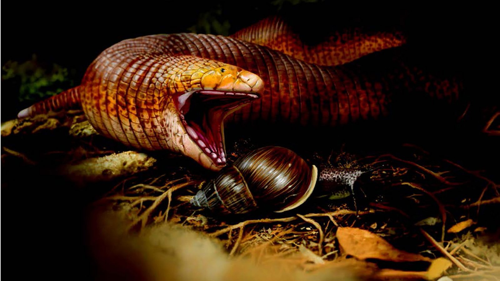 Die neuentdeckte Doppelschleichen-Art ist die weltweit größte. Vermutlich ernährten sich die Tiere vor 50 Millionen Jahren vor allem von Schnecken.Foto: Jaime Chirinos Die neuentdeckte Doppelschleichen-Art ist die weltweit größte. Vermutlich ernährten sich die Tiere vor 50 Millionen Jahren vor allem von Schnecken.Foto: Jaime Chirinos